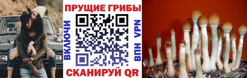Псилоцибиновые грибы Cubensis  Новопавловск 
